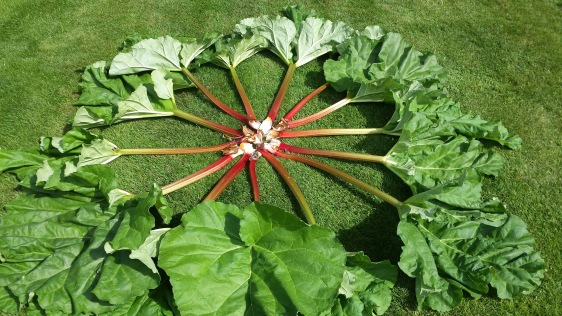 rhubarb wheel