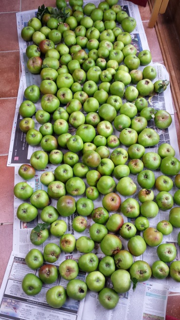 apples harvested